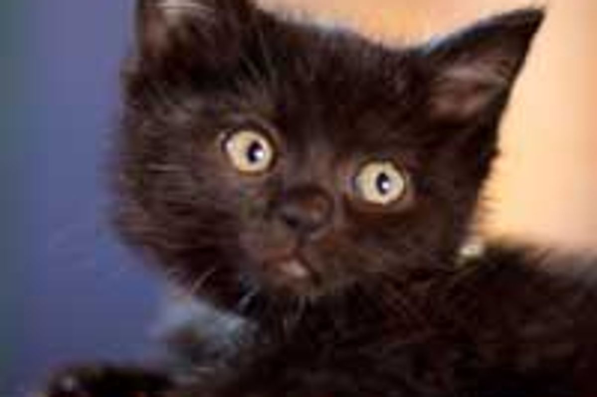 Nixie and Phoebe, 2 Black Kittens Found Second Chance