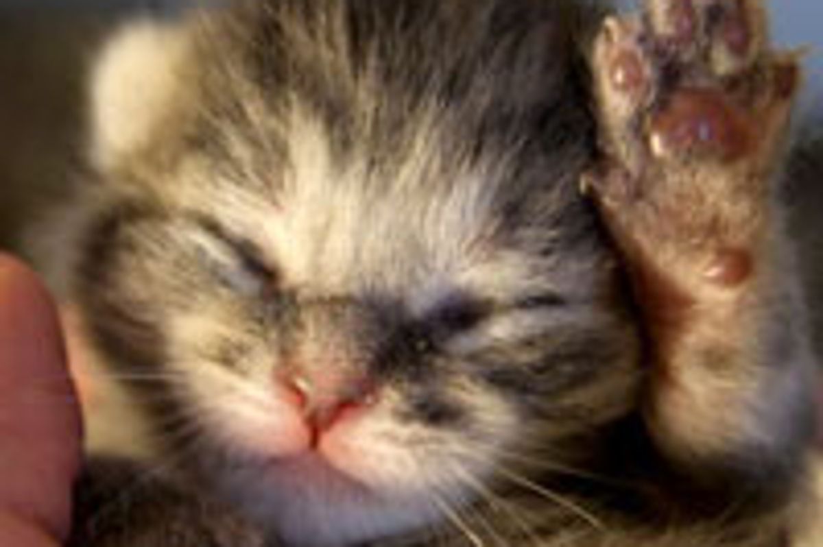 Bailey the Fuzzy Little Tabby Girl