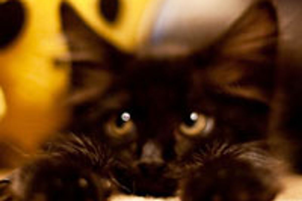 Little Black Rescue Orion - Pure Love