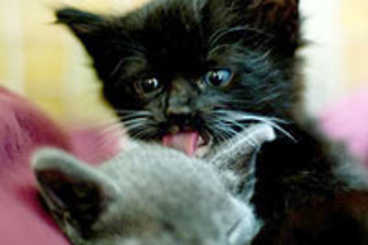 Moxie the Little Black and White Charmer