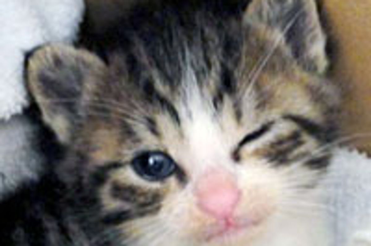 Dai-Chan the Happy Tabby Boy