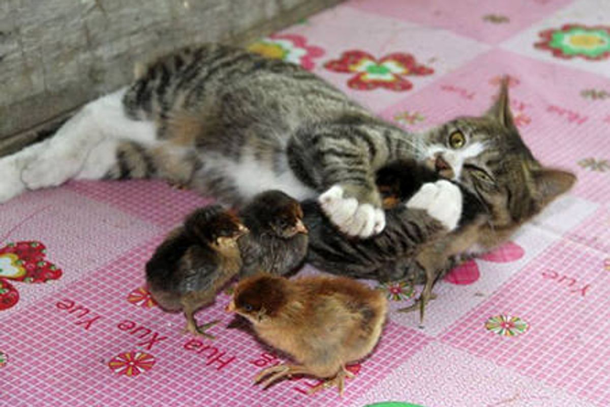 Tabby Cat Adopts 30 Chicks