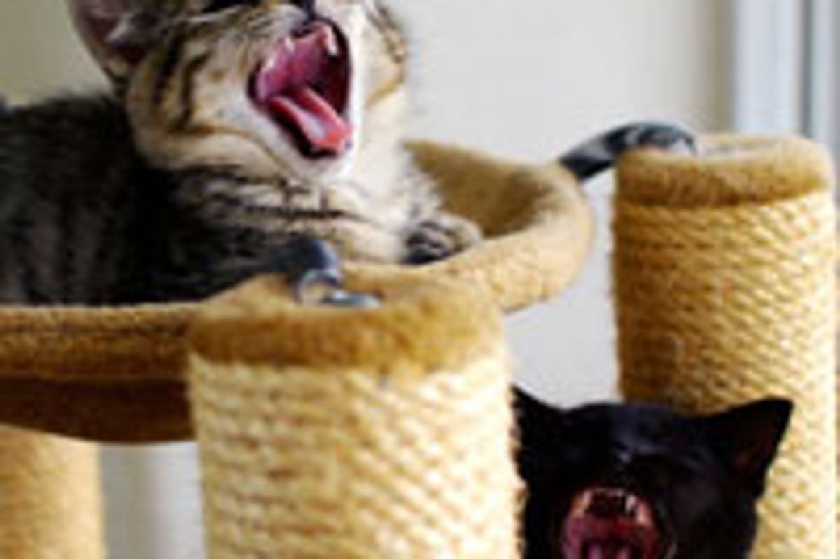 Two Rescue Kittens Given New Hope