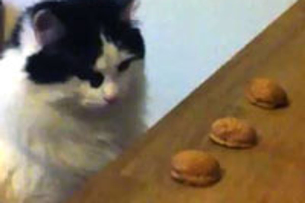 Kitty Plays the Shell Game