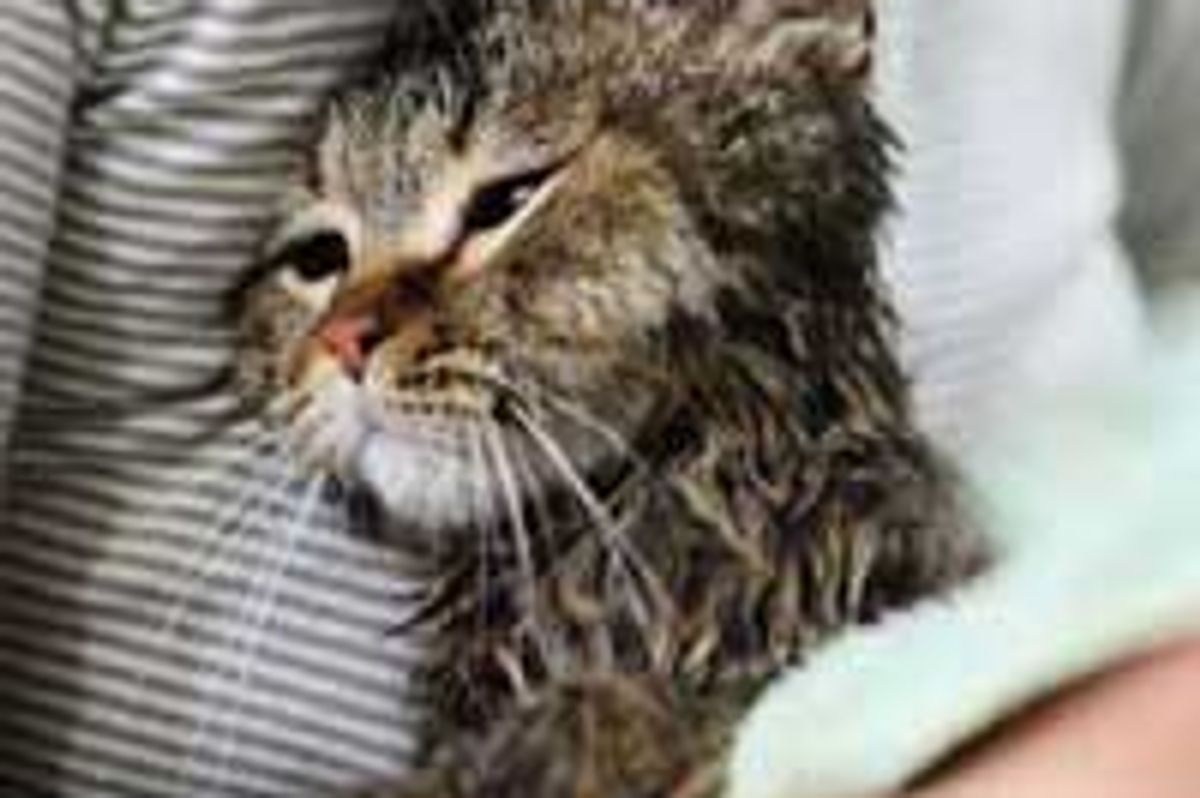 Cat Strays into Family's Hearts