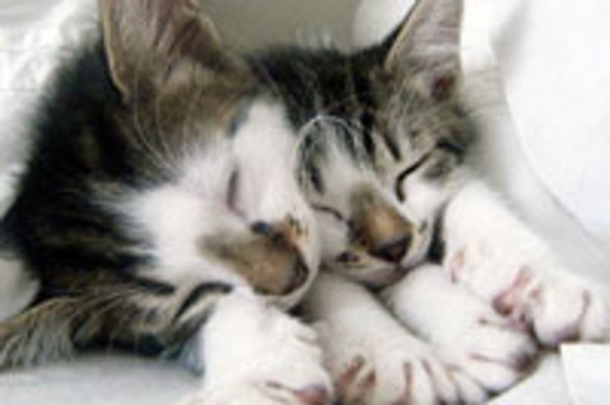 Two Kittens Rescued in Office Park Found Home Together