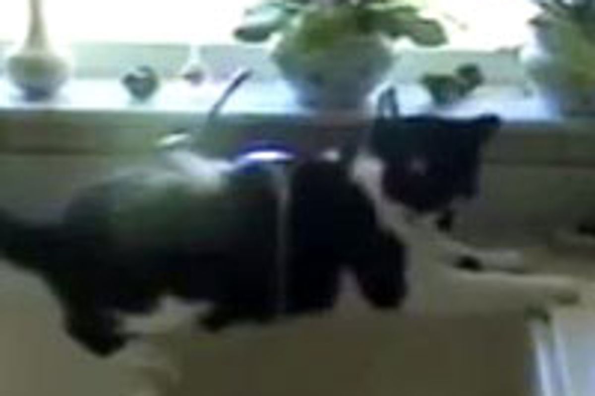 Kitty Taking a Shower