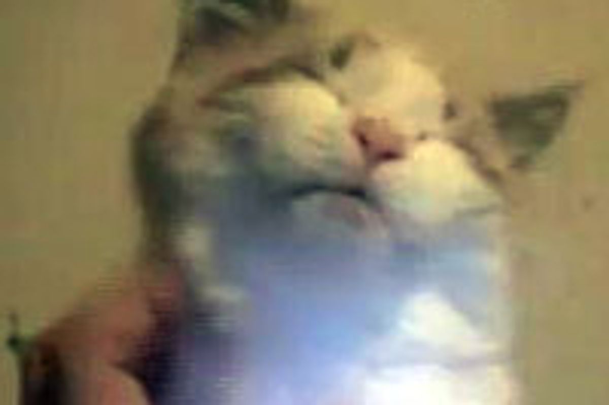 Kitten Demands More Petting!