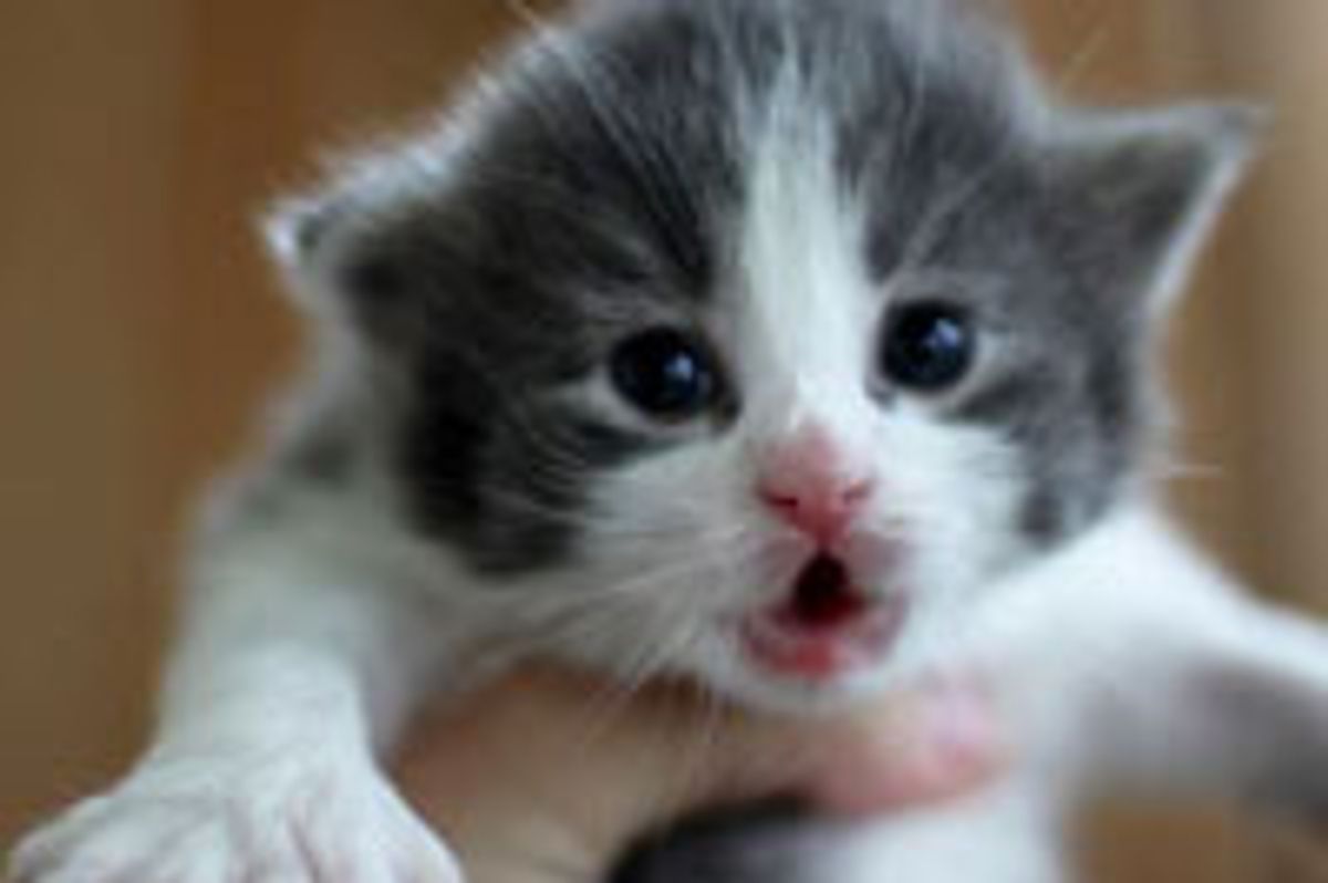 Amerigo the Little Furry Polydactyl Explorer