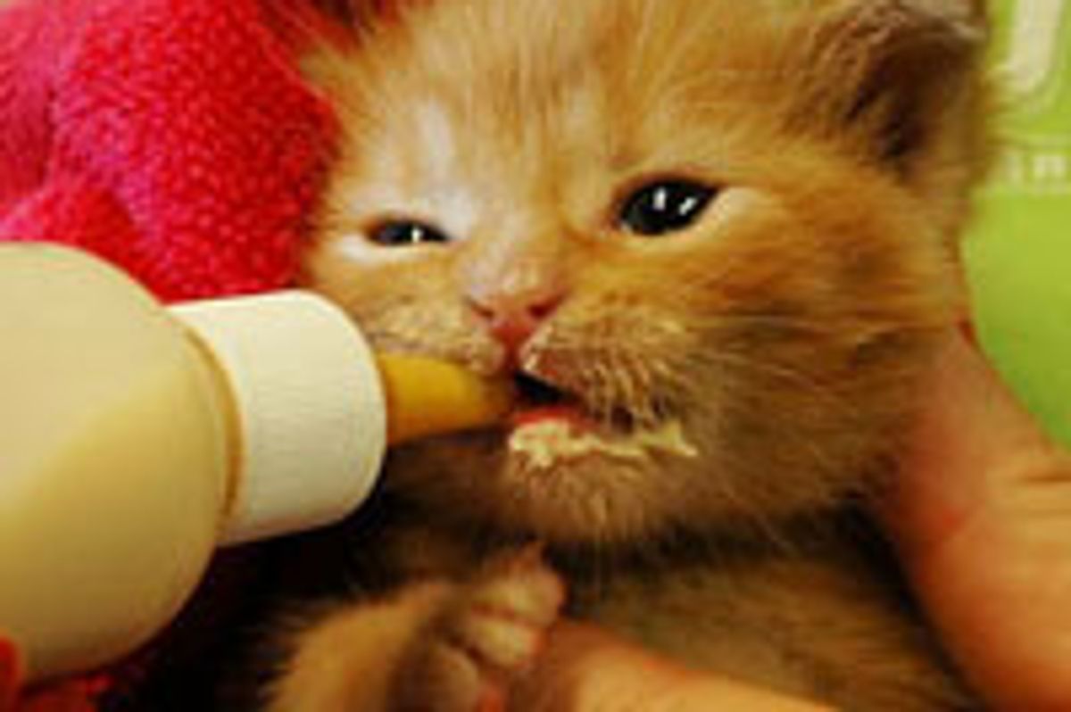 Tiny Ginger Bottle Baby