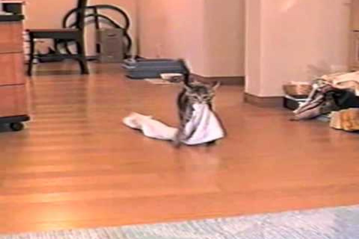 Kitty Fetches Towel