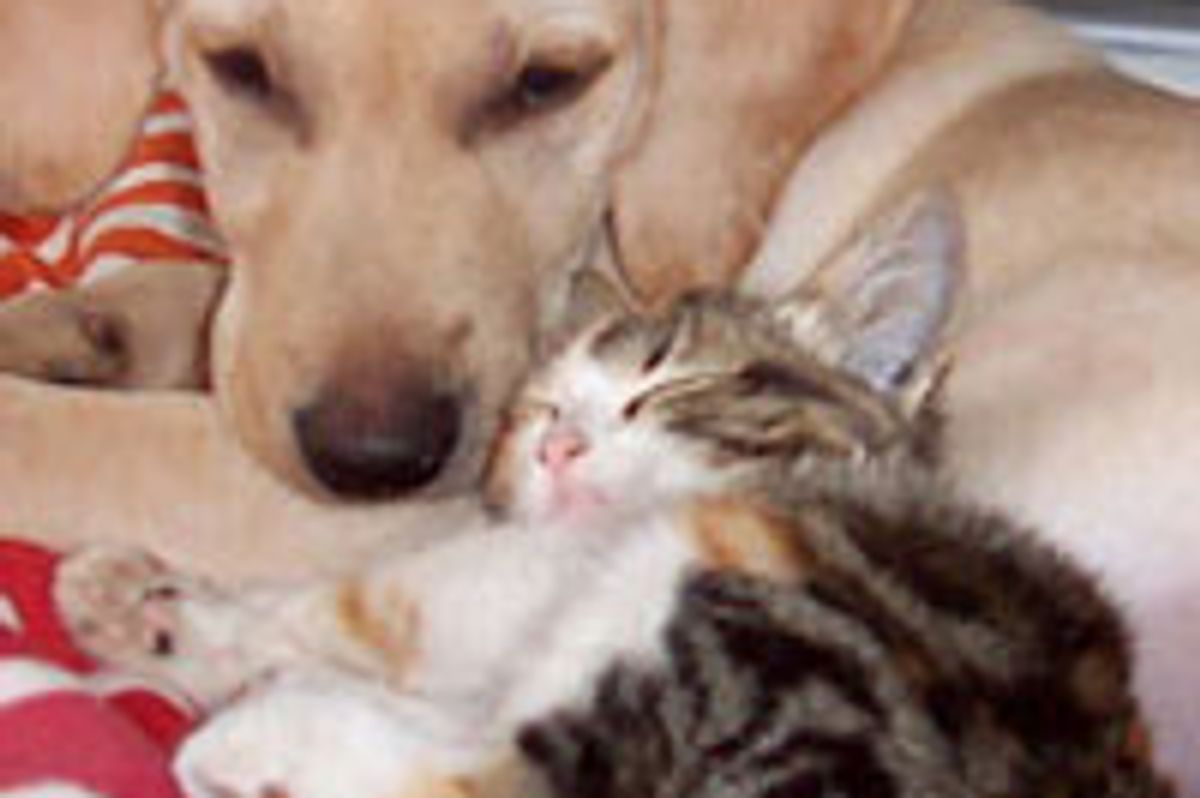 Lovely Friendship Between Kitty and Puppy