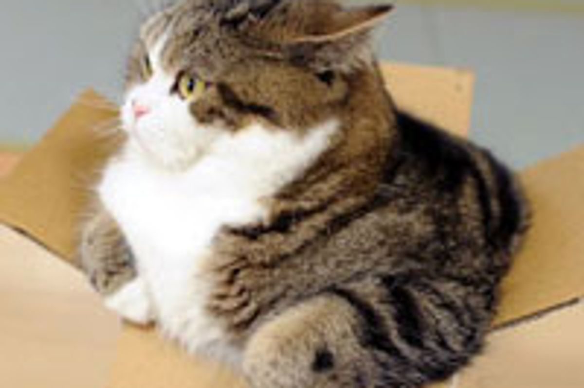 Maru's New Toy Goes Missing