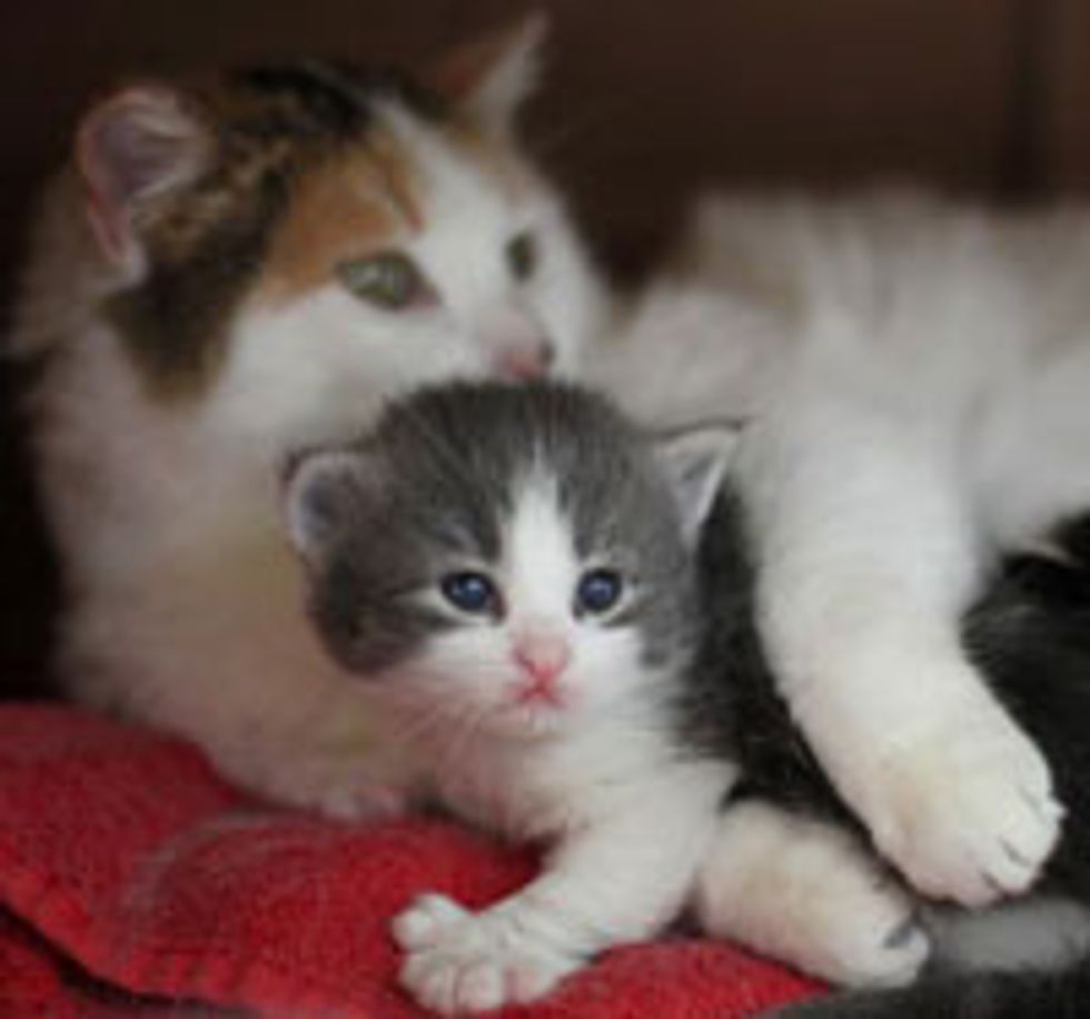Hope for Heidi the Feral Mama Cat