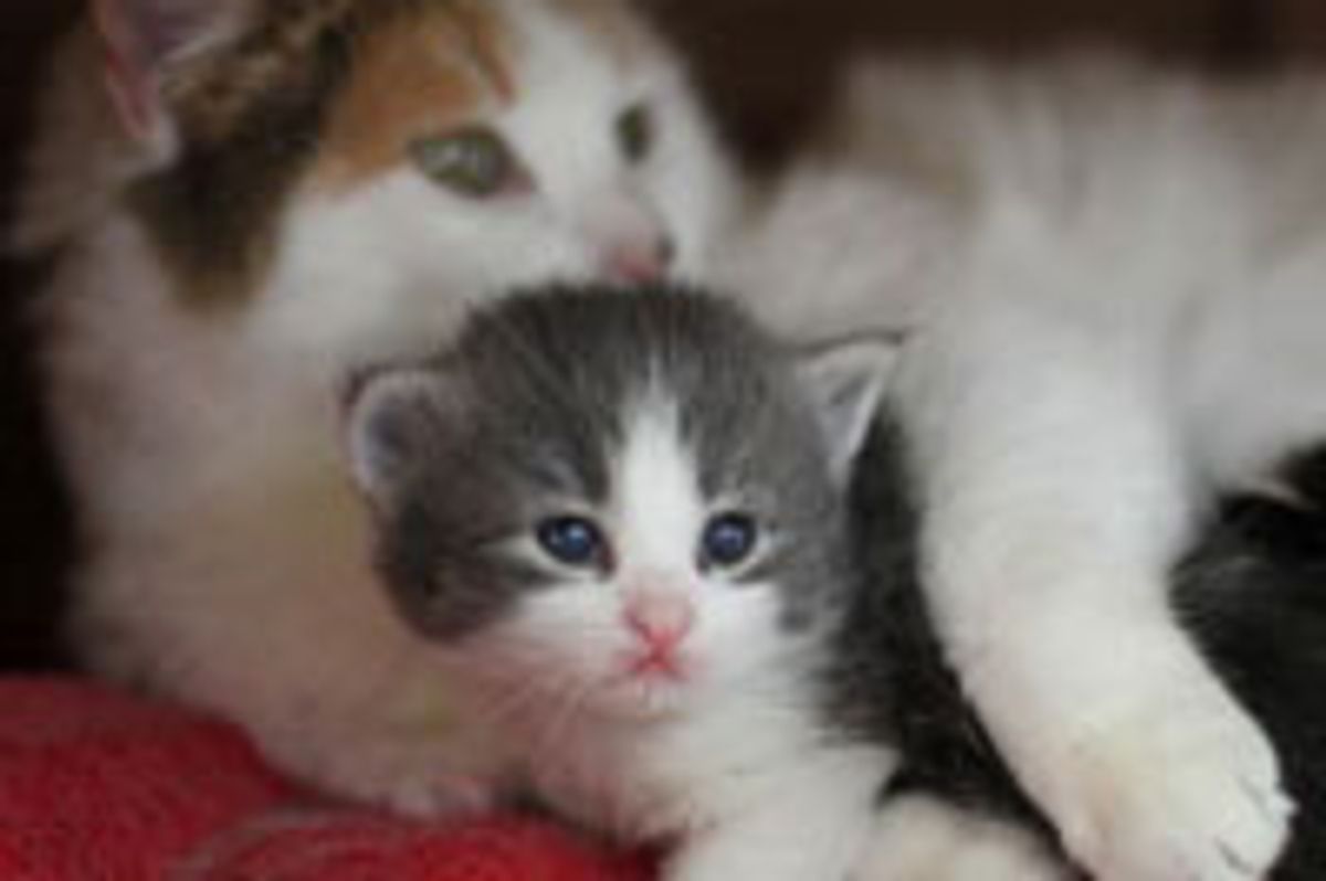 Hope for Heidi the Feral Mama Cat