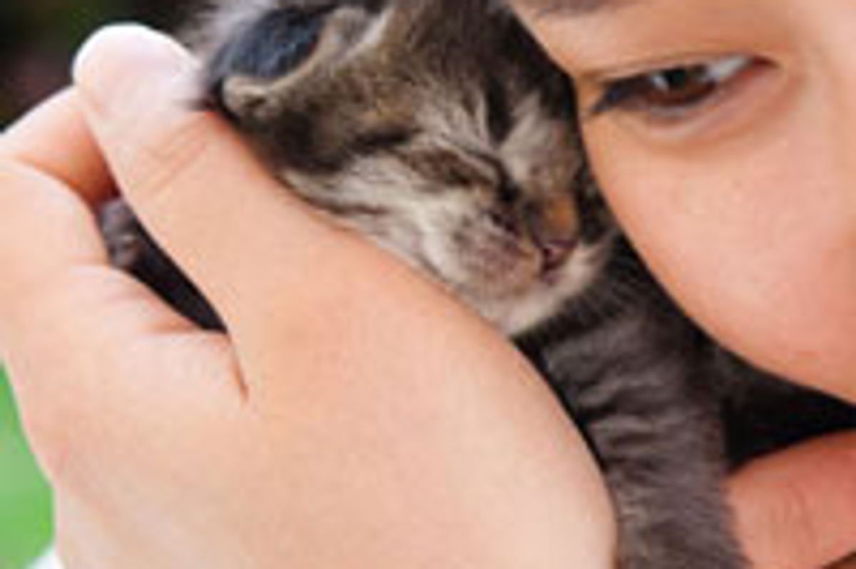 Three Kittens Found in Yard: Ichi, Ni, San