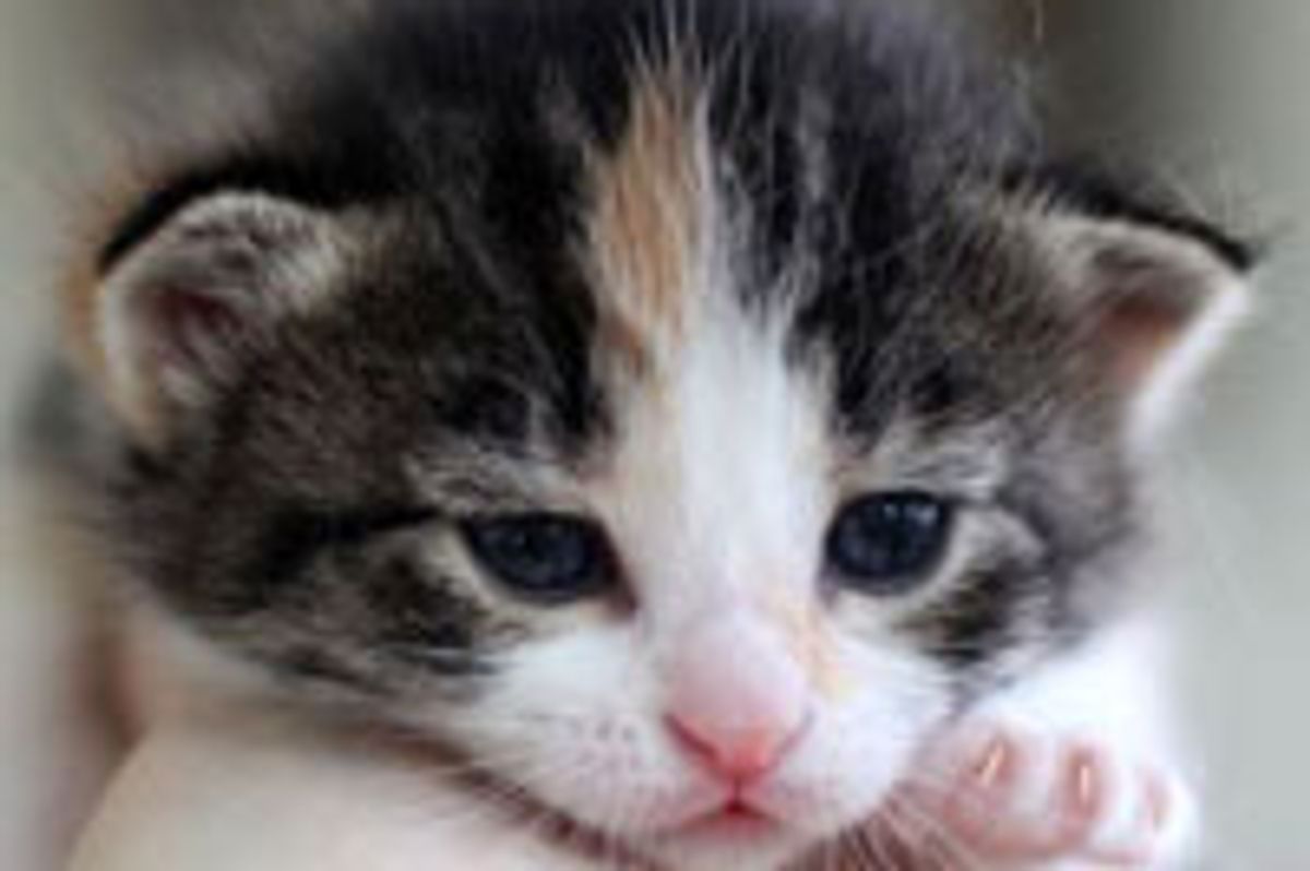 Arietta the Calico with a Big Purrsonality