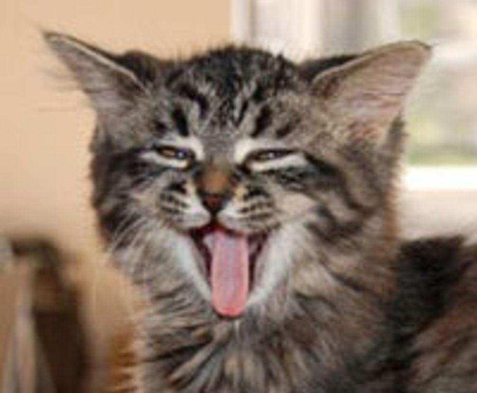 Bubbles the Bubbly Kitty