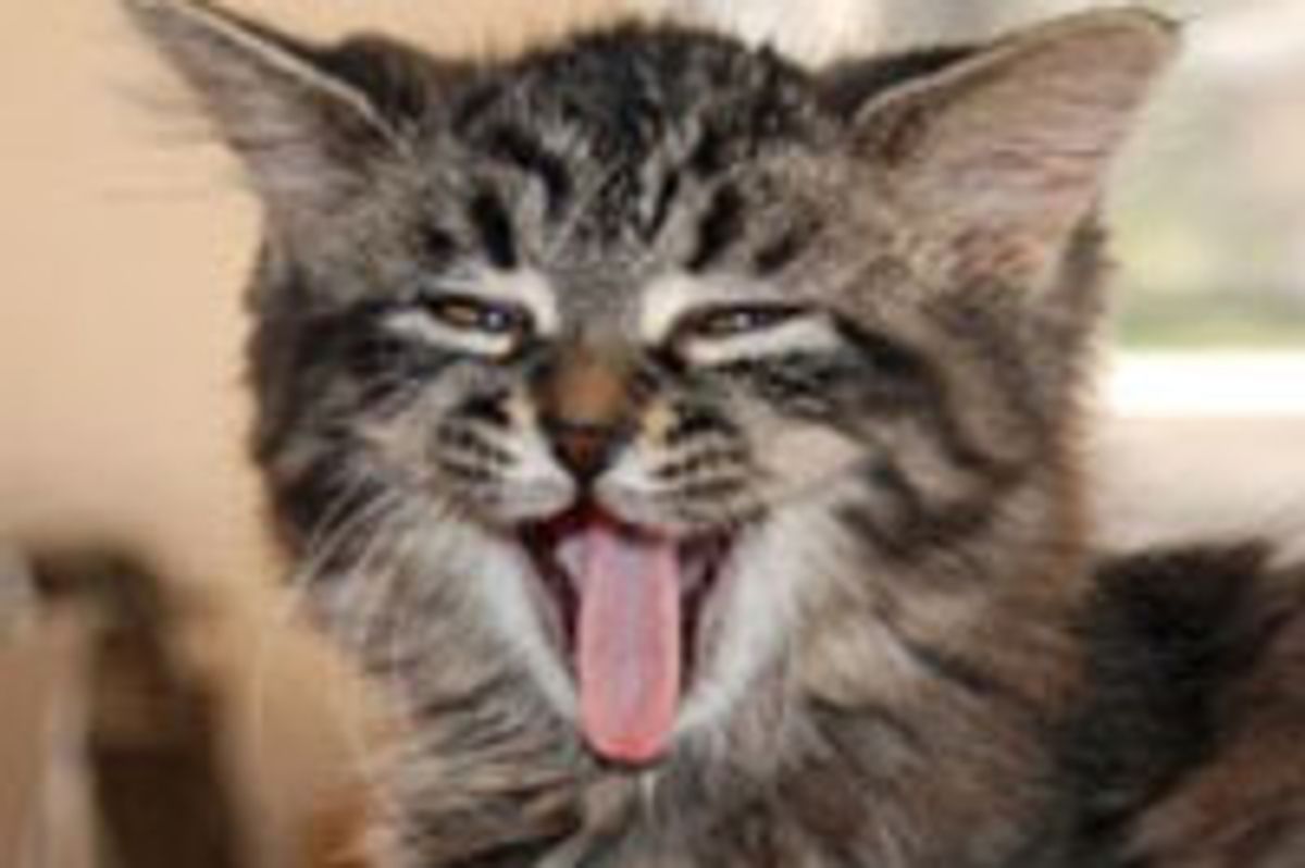 Bubbles the Bubbly Kitty