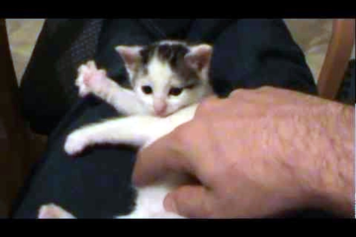 Sweet Little Kitten Playing Invisible Harp