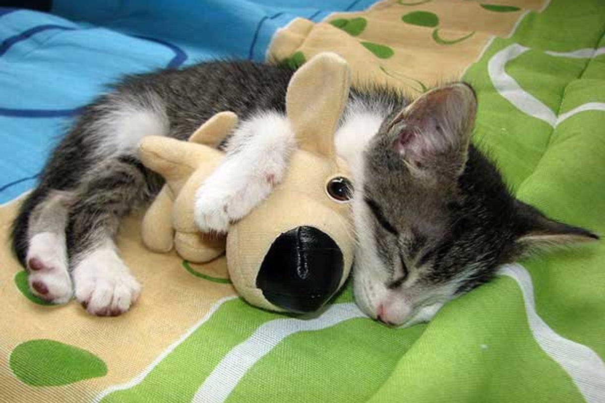 Kitten Cuddles with His Doggie Friend