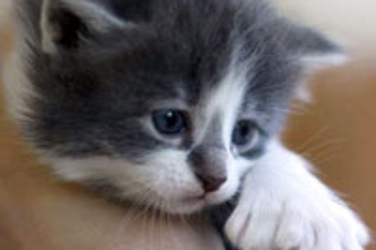 Adagio the Adorable Big Foot Kitty