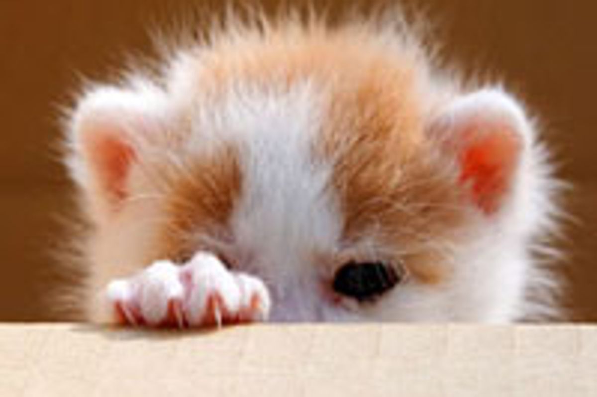 Peekaboo Little Kitty!