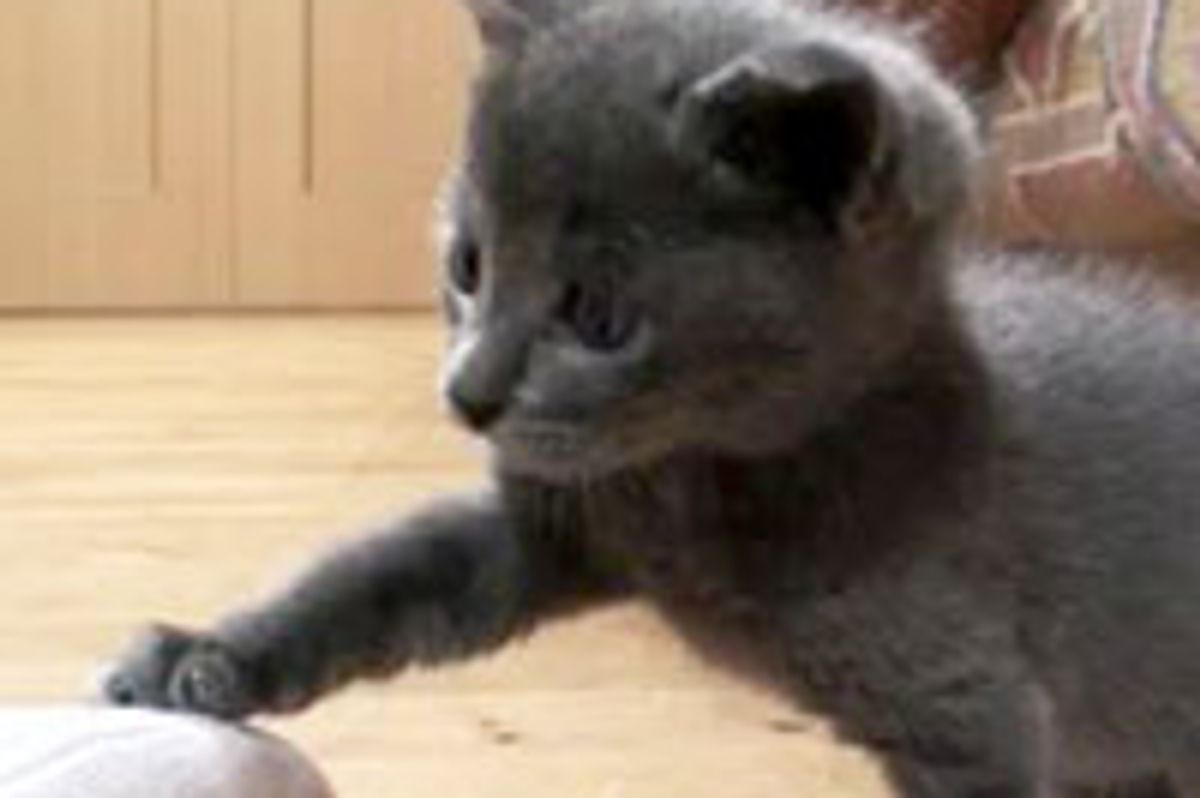 Little Kitten Challenges Big Foot