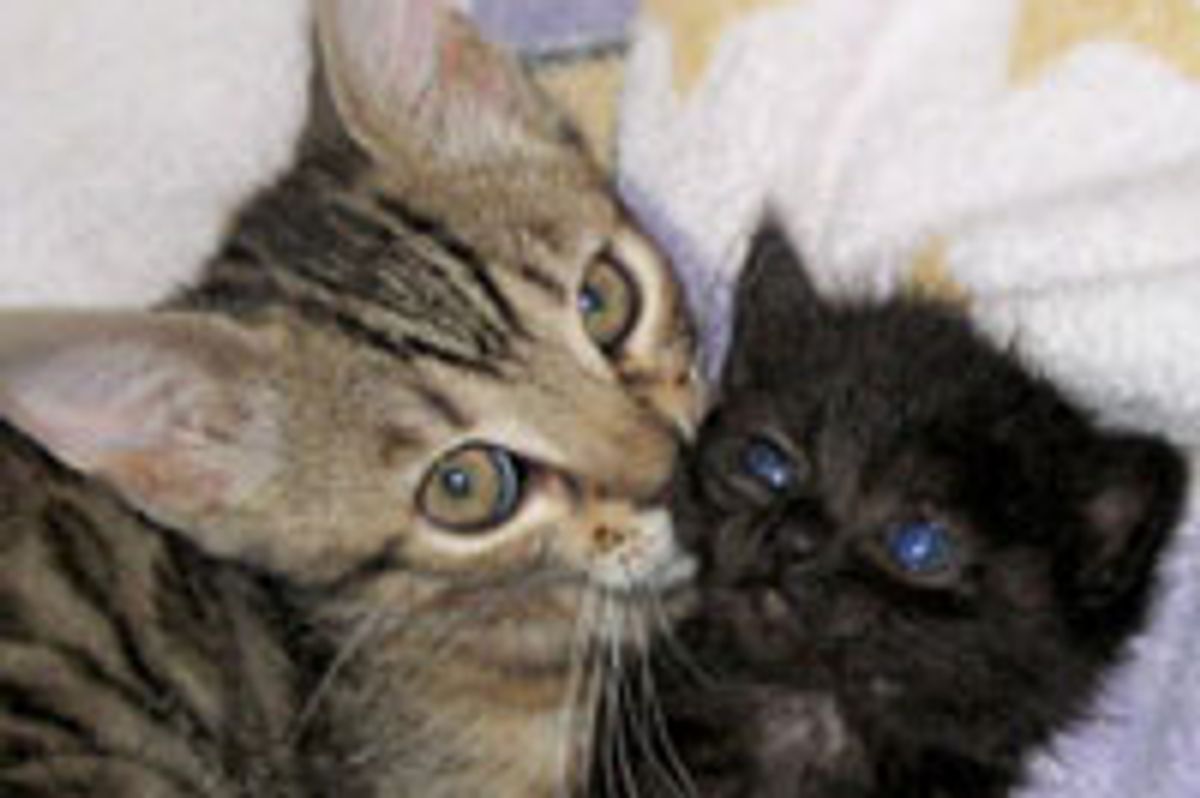 Little Bengal Foster Bonded with an Orphan Kitten