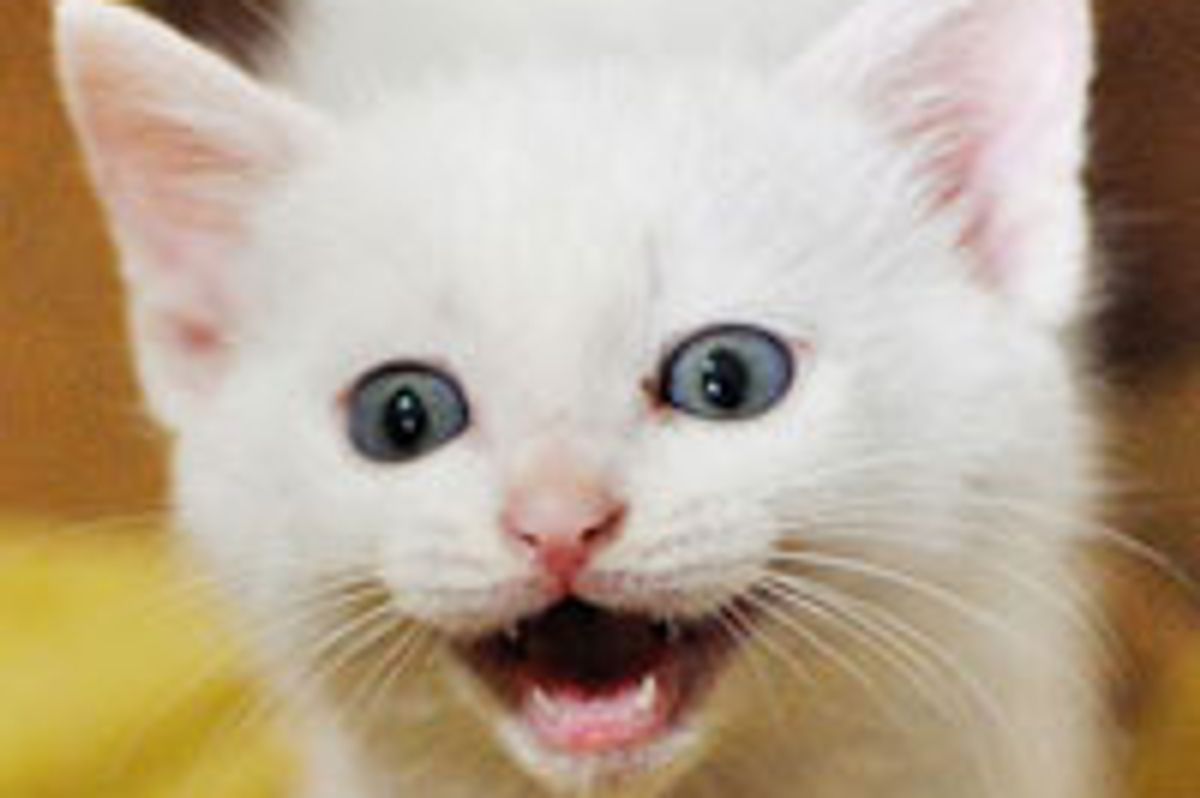 Peso the Little White Rescue