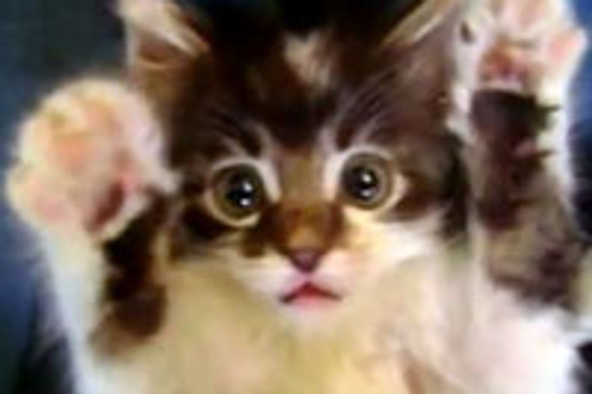 Axel Kitty Surprise!