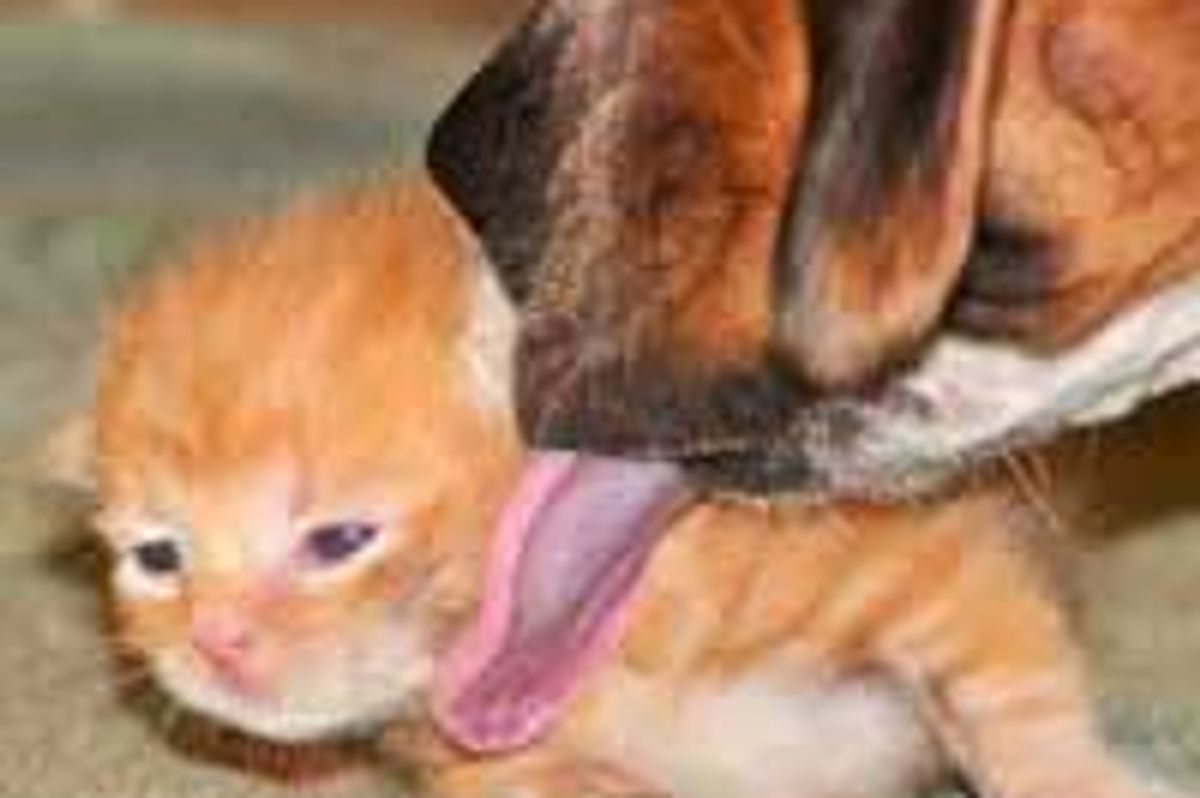 Dog Became Mother to Orphan Kitty Scooter