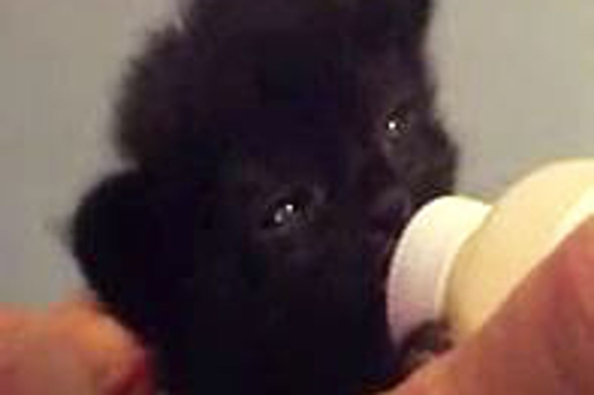 Kitten Drinks Bottle with Ear Wiggles