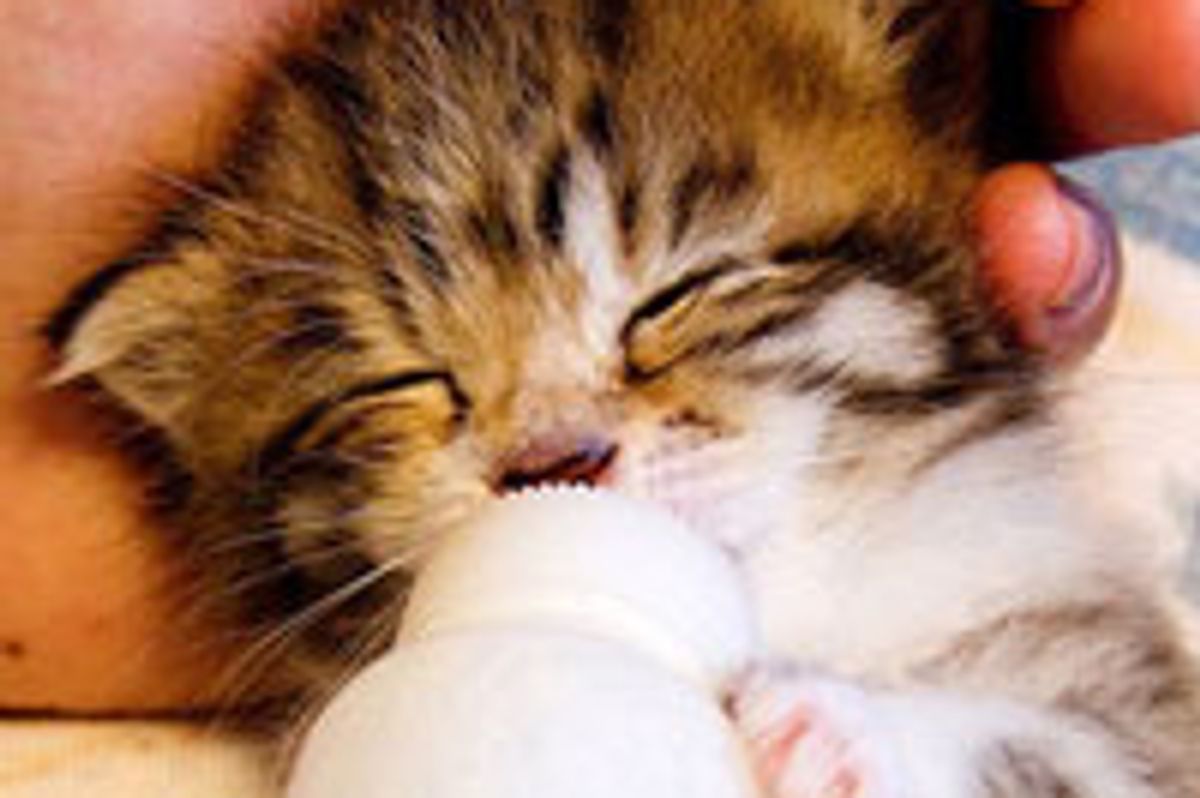 Sibilla the Bottle Fed Kitty