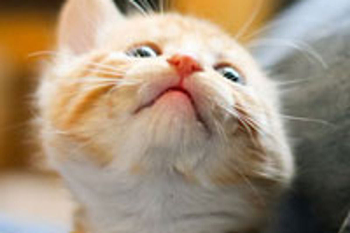 Two Sweet Little Ginger Buddies