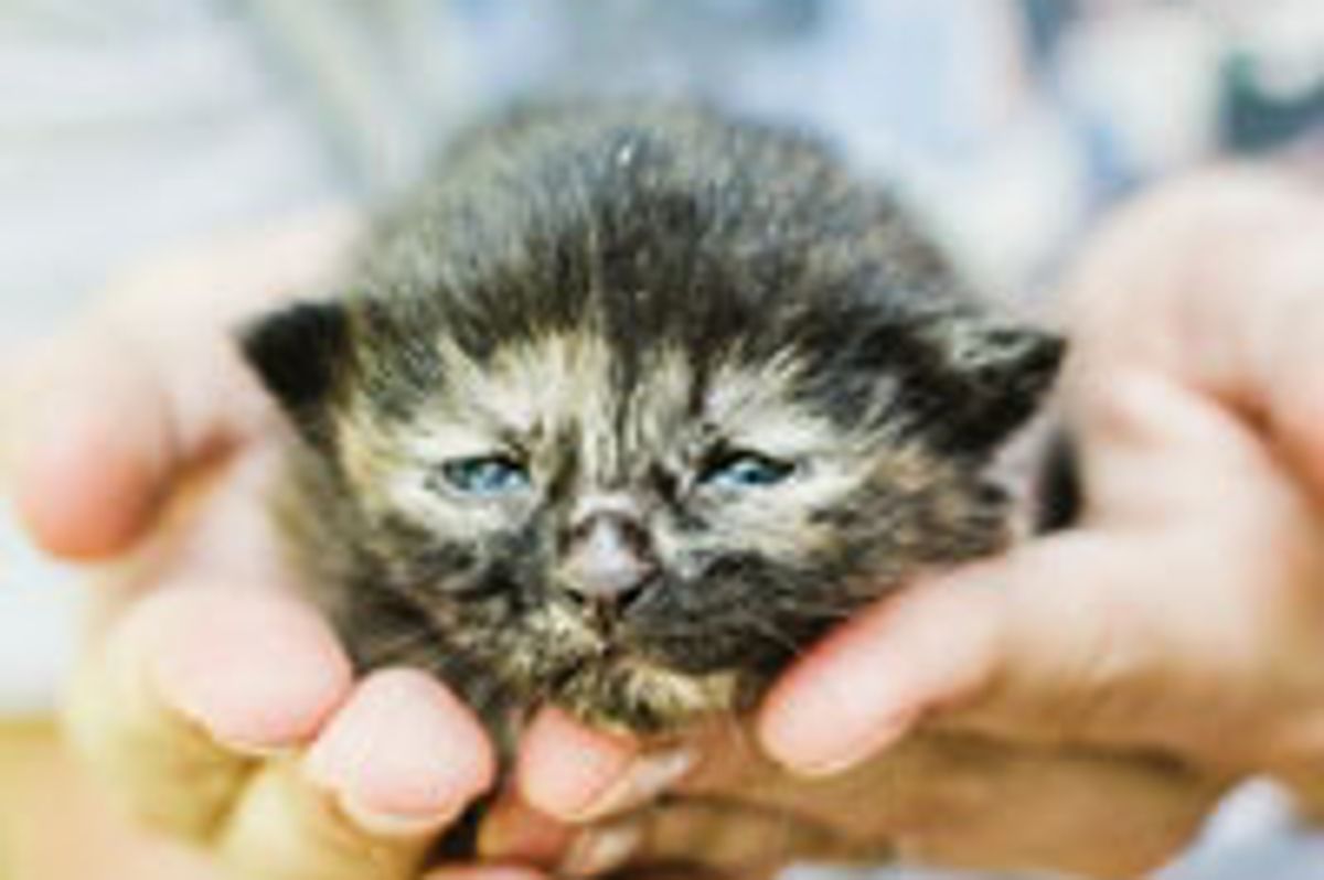 Little Rescue Tortie, Captain