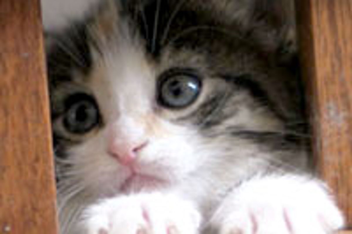 Calico Foster Learns to Climb