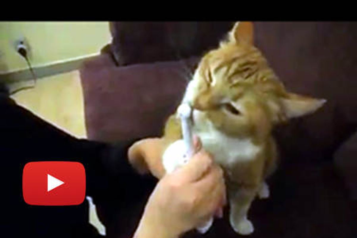 Poppy the Kitty Loves Toothbrush