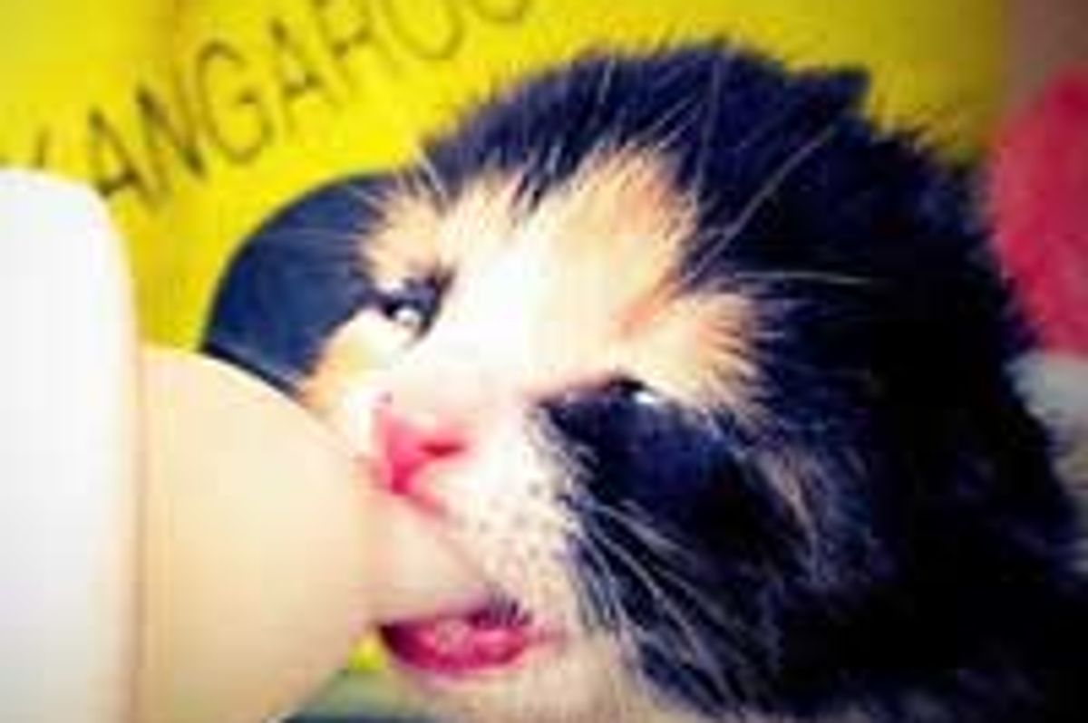 2 Itty Bitty Kitties Found Second Chance at Life