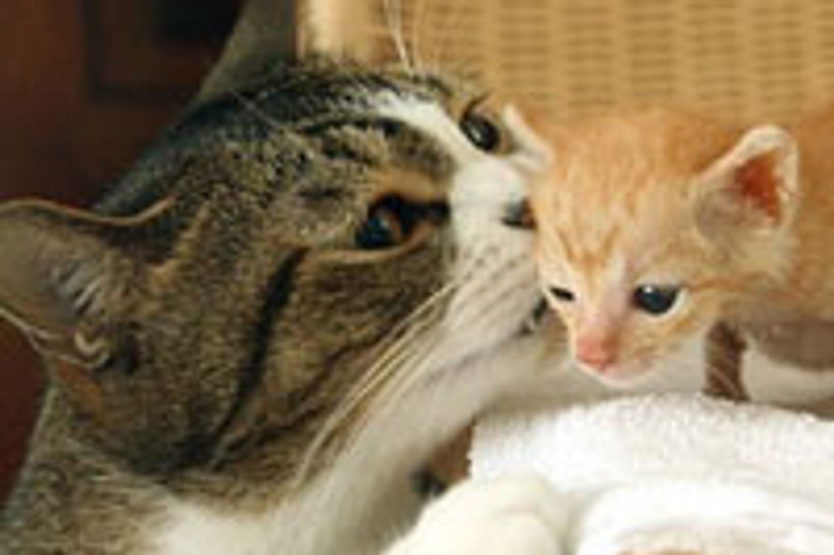 6 Amazing Stories of Fatherly Cats