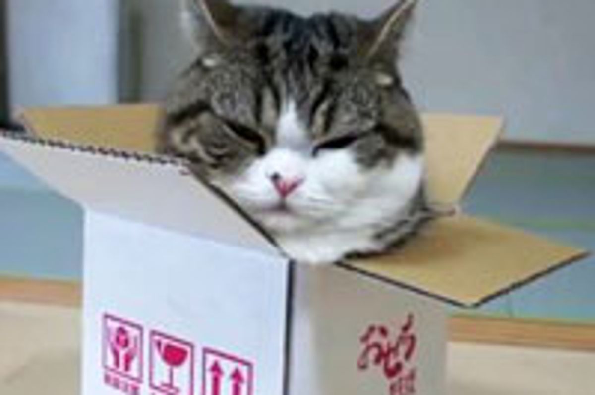 Maru's Love for a Small Box