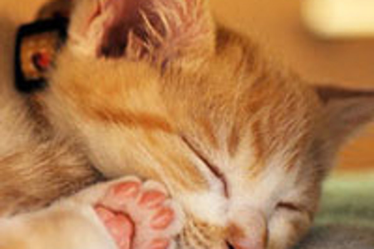 Bundle of Energy, Kotetsu the Ginger Rescue