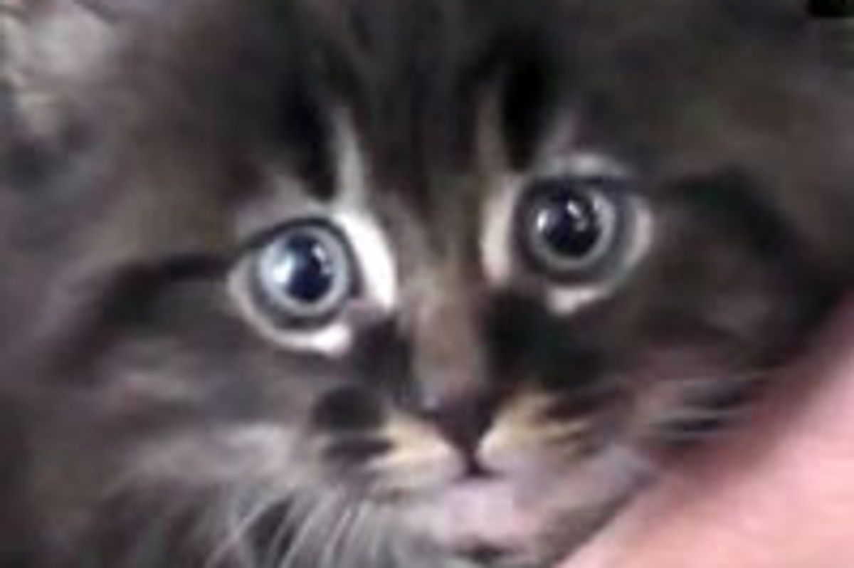 Kitty Found in Car Air Filter