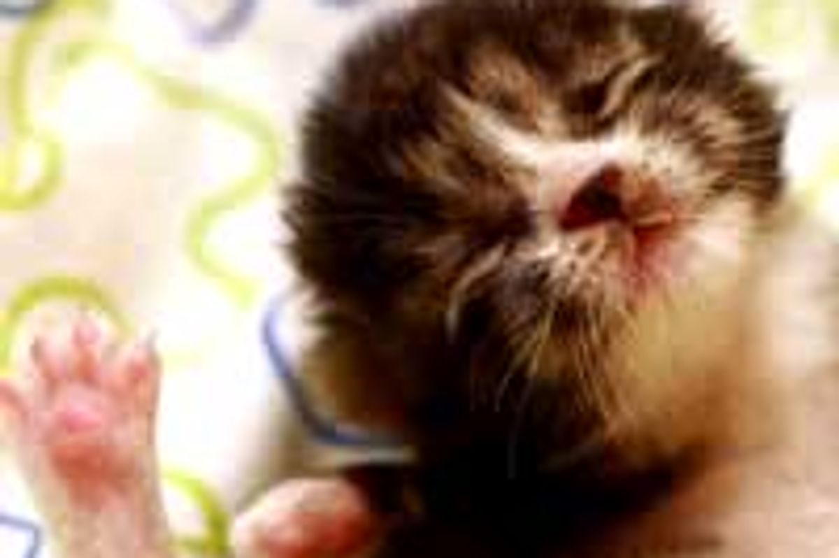 Journey of an Itty Bitty Rescue Kitty