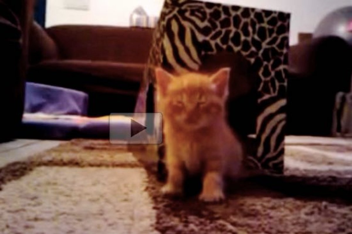 Sleepy Kitty Doesn't Want to Go to Sleep