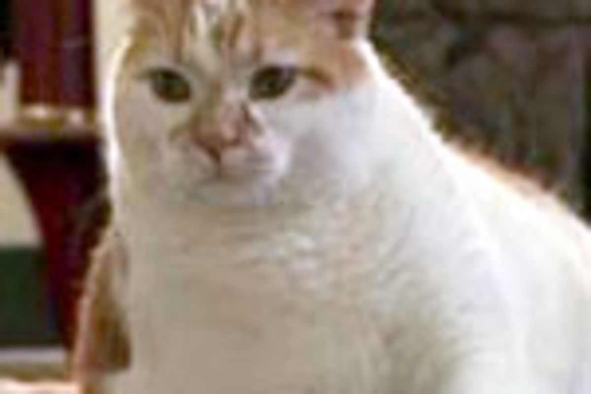 Rusty the Cat Saves Life of Owner