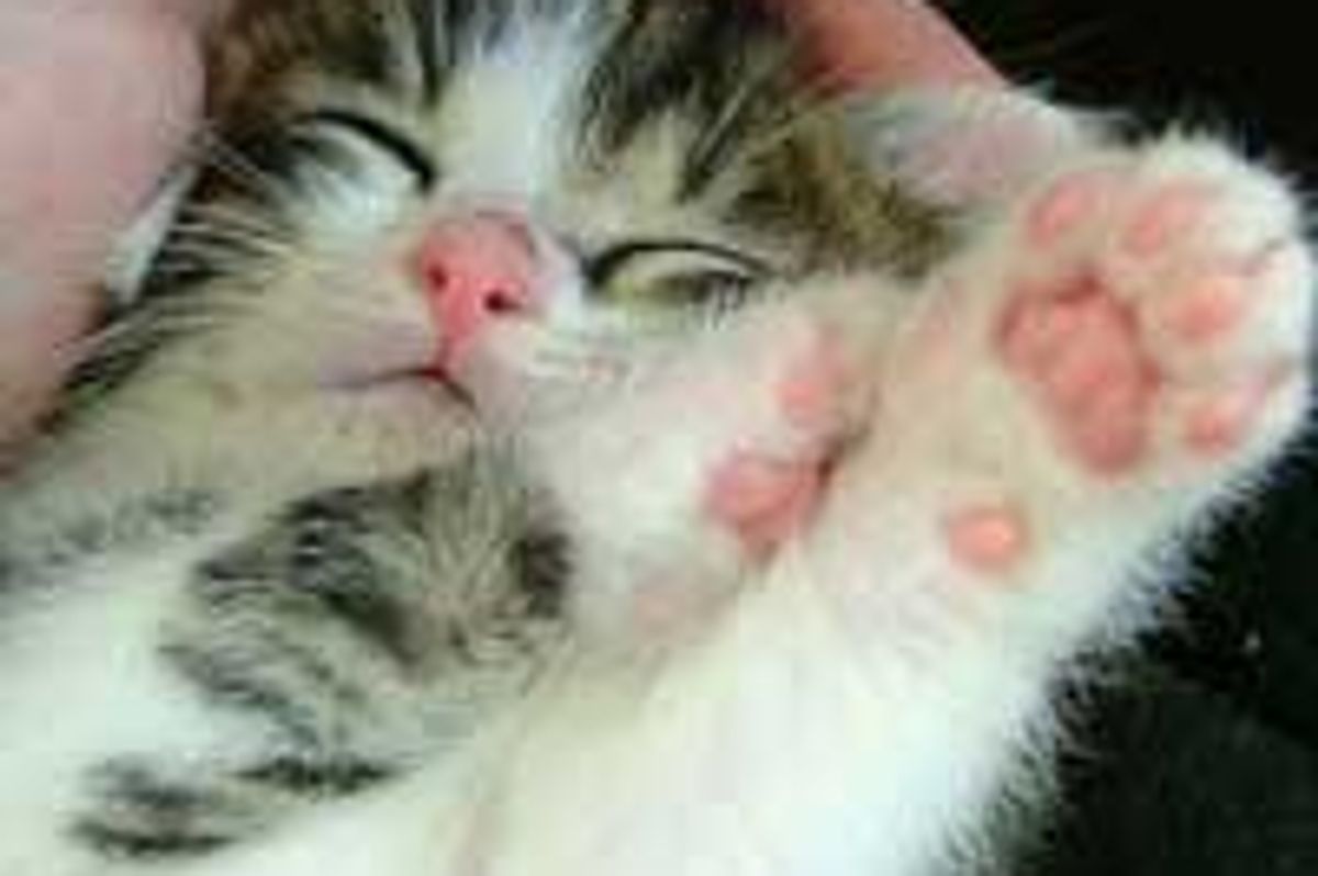 Pete the Kitty Shows off His Pink Paw Pads