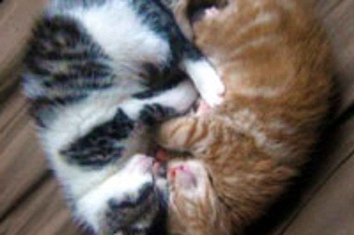 I Heart You!