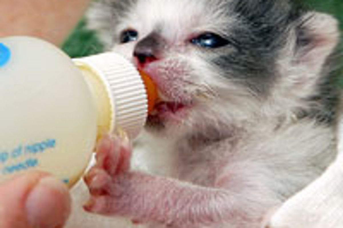 Precious Moment of a Bottle Kitten