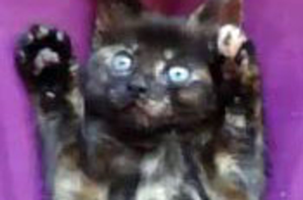 Silly Tortie Paws Up for Attention